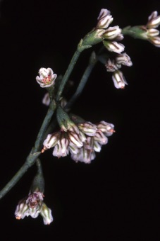 Eriogonum cernum